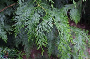 Thuja plicata (1)